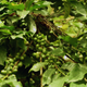 A coffee plant in Balanoor Estate, Chikmagalur